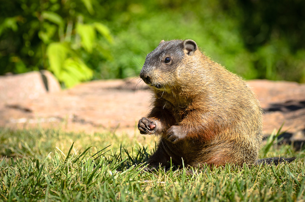 Groundhog _Chag Flickr
