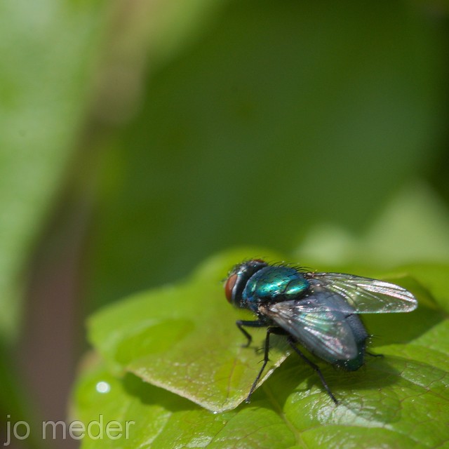 Schillernde Persönlichkeit Jo Meder Flickr