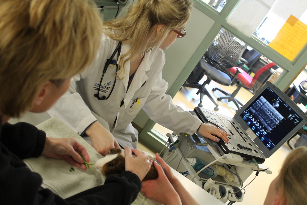 IMG_4532 Dr. Laura Hatton, cardiologist at Bluepearl, perf… Flickr