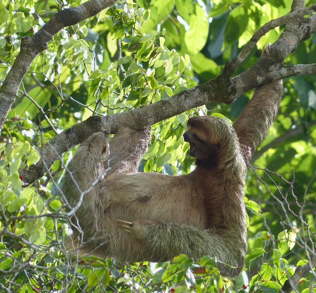 Lazy Bear We went to Costa Rica, above all, to see animals??? Flickr