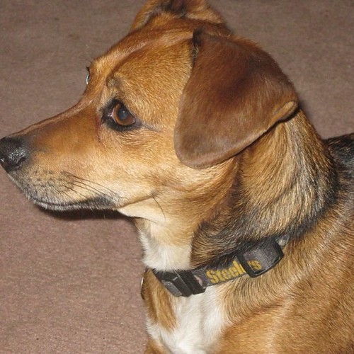 CRANESVILLE PA LOSTDOG 9113 BEAGLE TERRIER MIX BROW… Flickr