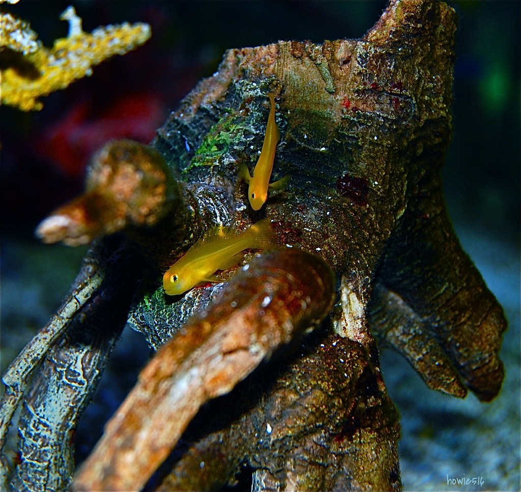 Yellow Goby Here are a pair of Yellow Gobies, at 1.5 cm. t… Flickr