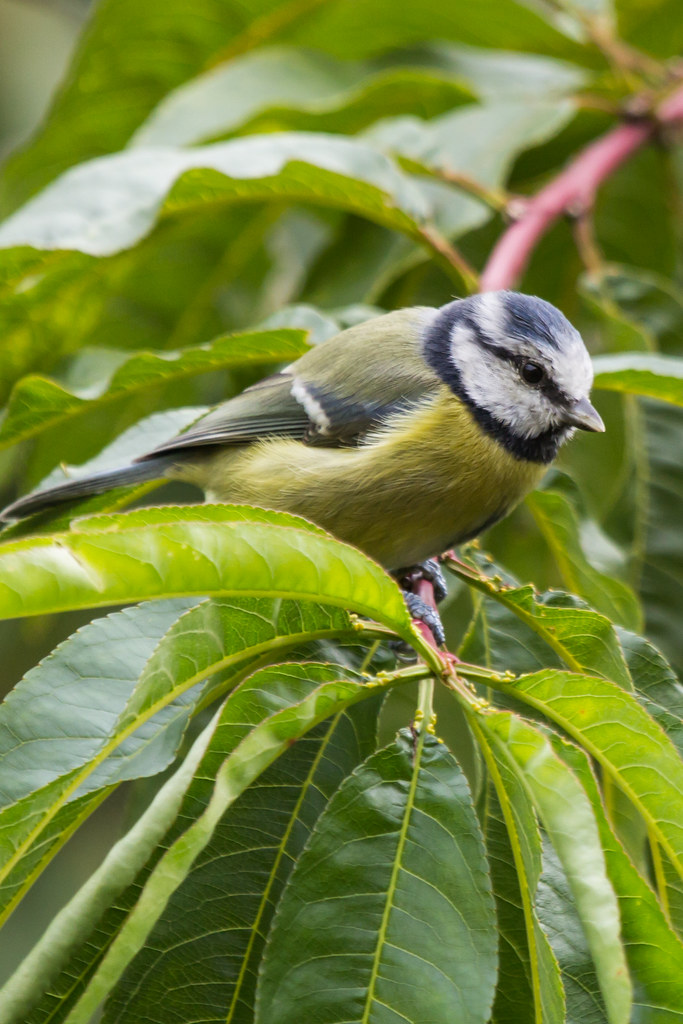 Bluey5641 Please see Garden Birds sethttp//flic.kr/s/aHs… Flickr