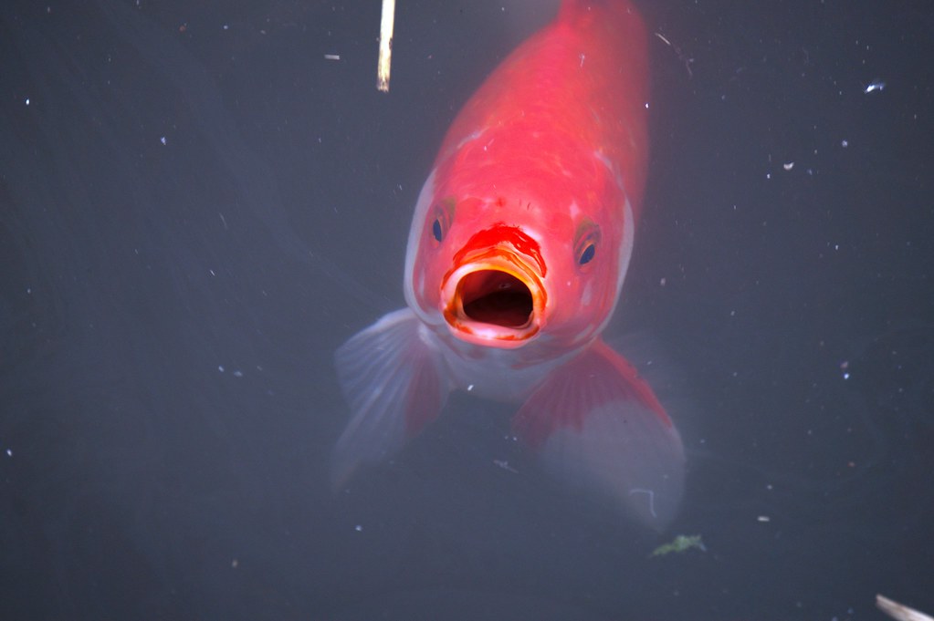 Fisch mit offenem Mund . MarkWie Photography Flickr