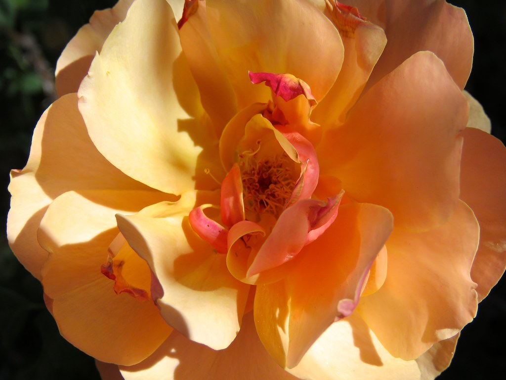 Orange & Yellow Rose Under Pine Tree IMG_3134 Version… Flickr