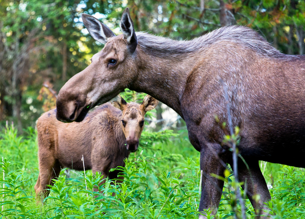 Elevation of Nikiski, AK, USA Topographic Map Altitude Map