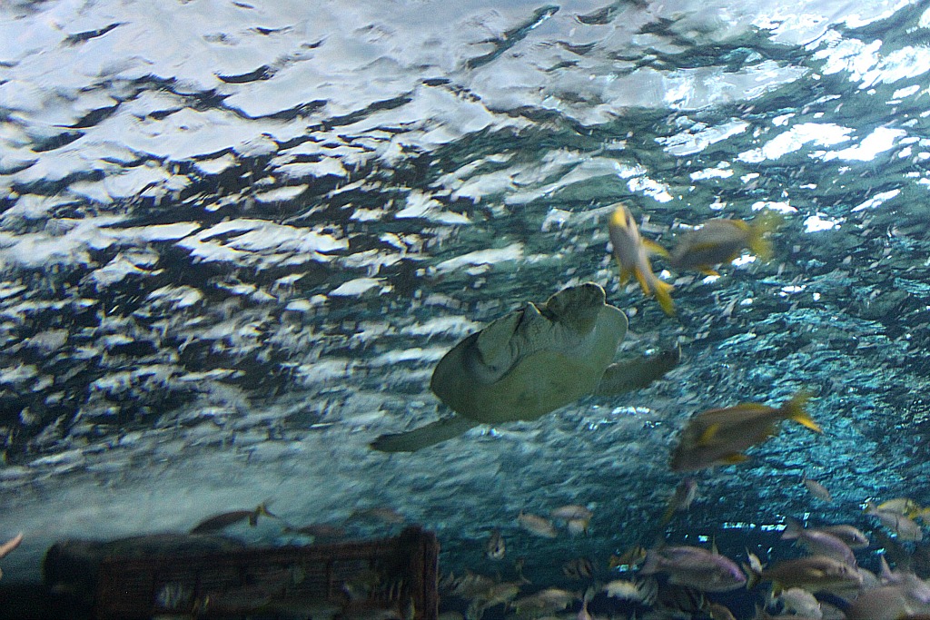 Giant Sea Turtle At Ripley's Aquarium A giant sea turtle