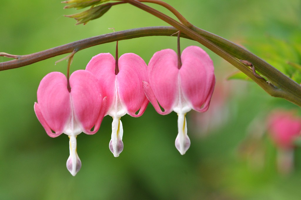 Bleeding Hearts Kenny Flickr