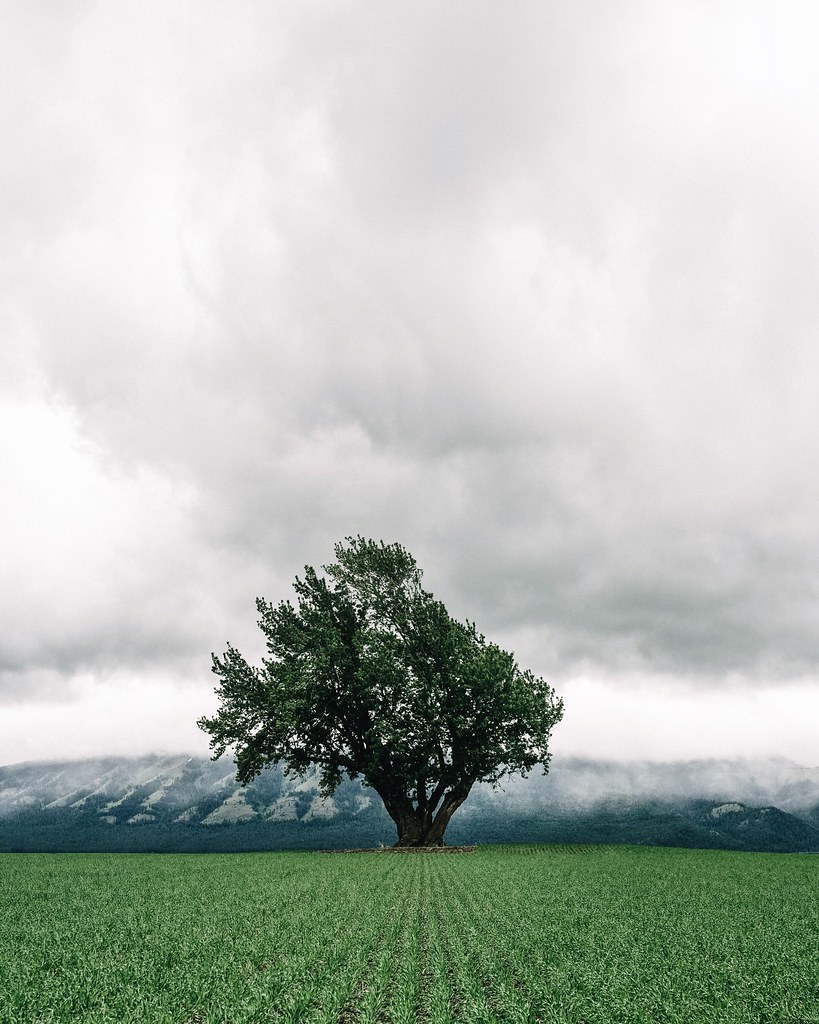 lone tree. imbler. oregon. After an incredible week in Isr… Flickr