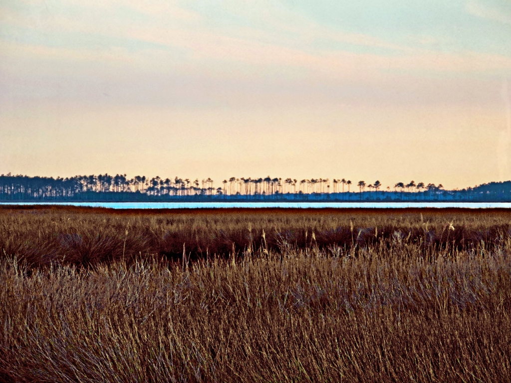 Marsh Grasses Hobucken, Pamlico County, North Carolina a photo on