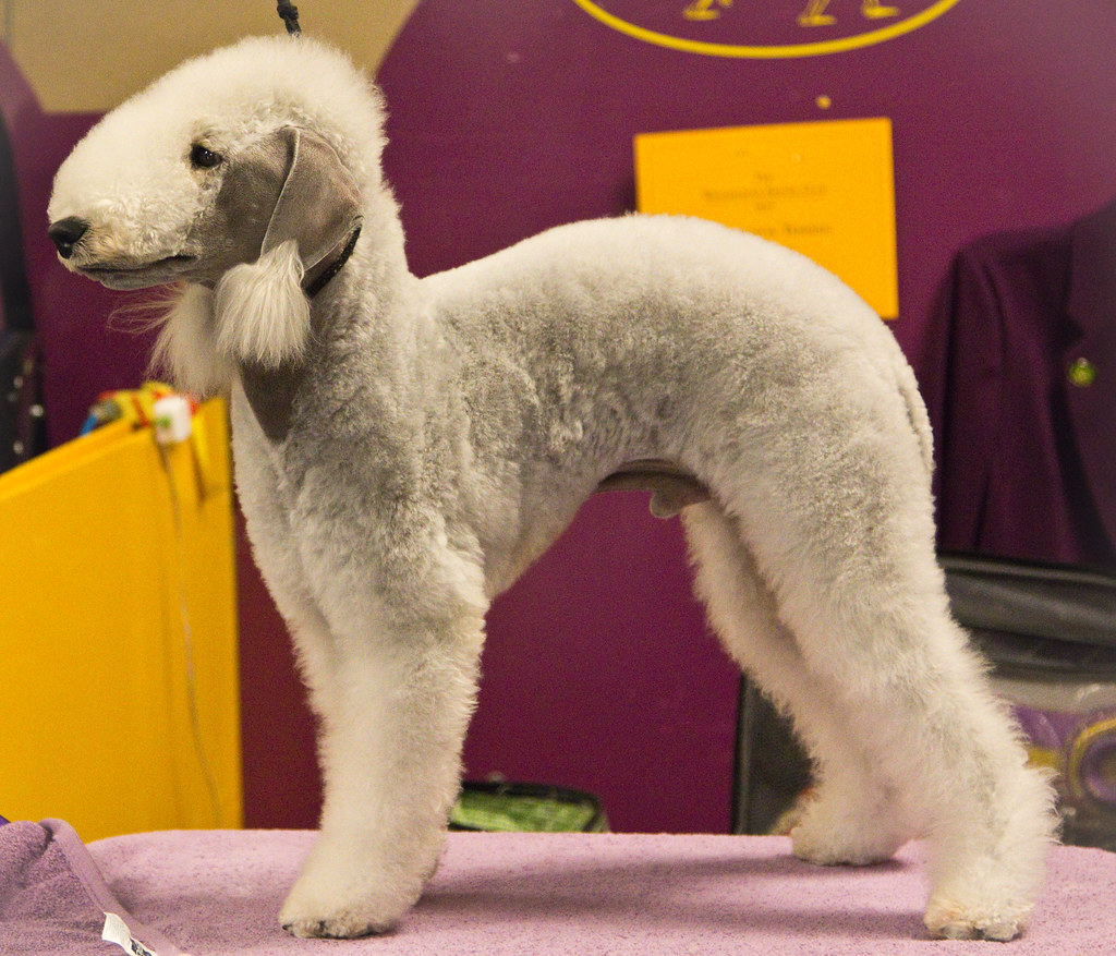 Bedlington Terrier Westminster 2014 mindync Flickr