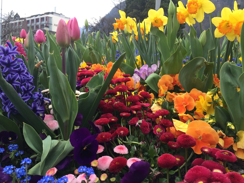 Quinta flower IMG_7622 Oficina do Ócio by Inês Flickr