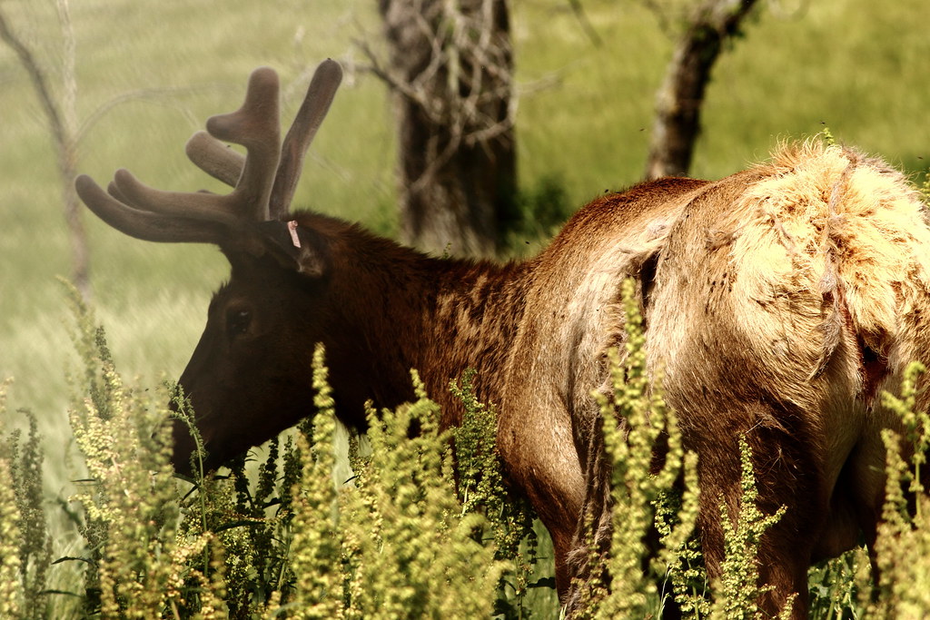 Native Hooved Animal Enclosure Flickr
