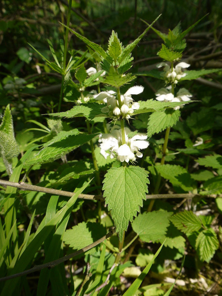 White Dead Nettle Lamium album, commonly called white nett… Flickr