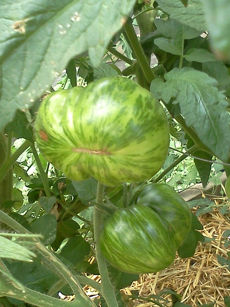 Zebra striped tomatoes alchemyjen Flickr