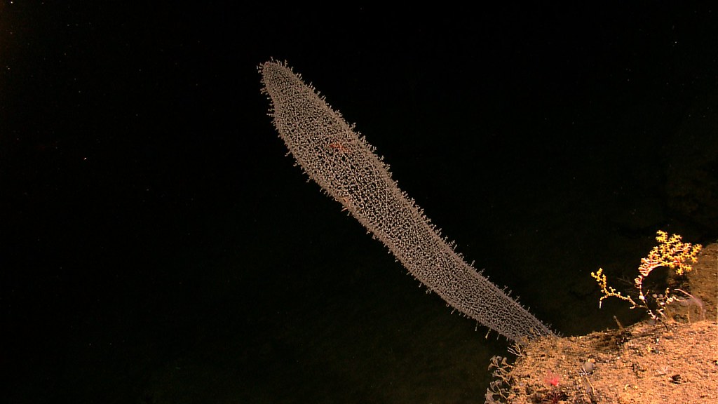 expl5581 A venus flower basket sponge with a red entrapped… Flickr