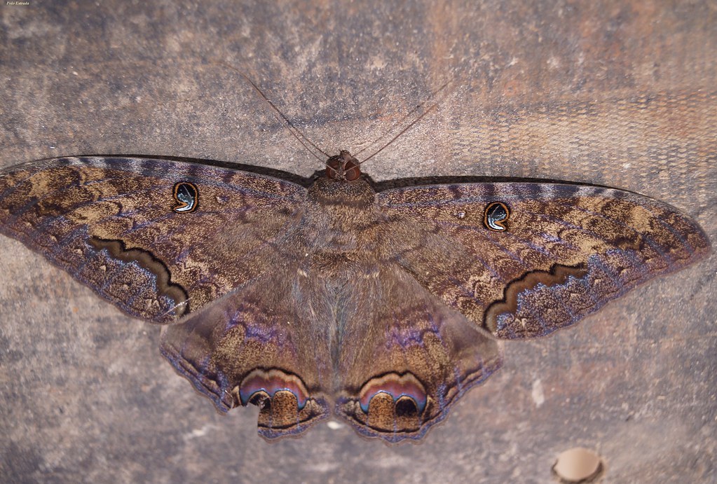 Ascalapha Odorata Called "Mariposa de la muerte" (Death's … Flickr