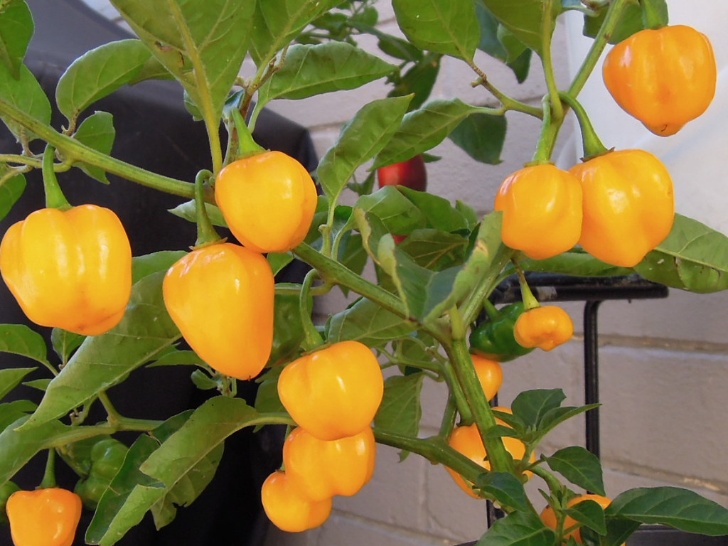 Aji Dulce Amarillo (odd one!) This plant has different pod… Flickr