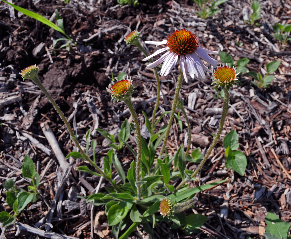 Echinacea angustifolia Kansas has been the leading state i… Flickr