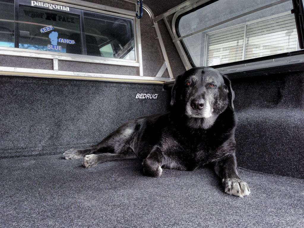 ScampInTheBedRug Tyson Waldron Flickr