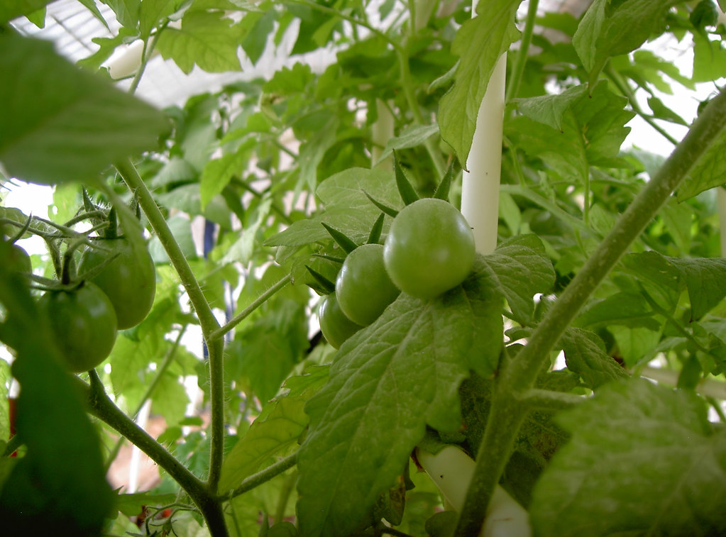 Baby tomatos A view of our baby tomatoes Ignotus Homo Flickr