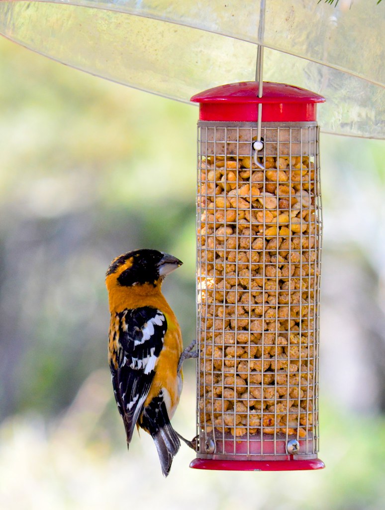 Blackheaded Grosbeak Central NM Audubon Society member's … Flickr