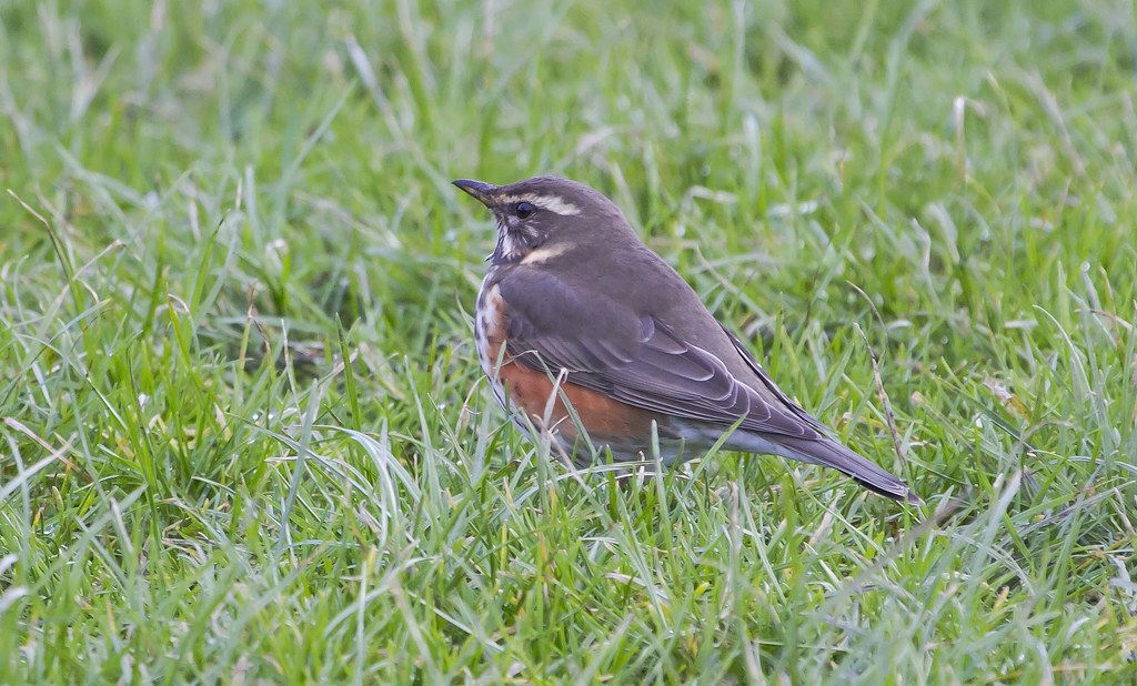 Redwing Burley in Wharfedale Richard Greenwood Flickr