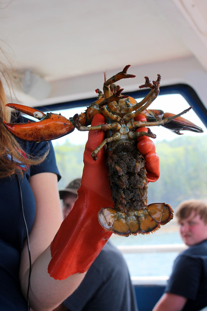 Bar Harbor Whale Watch Company's Lobster Fishing and Seal Watching