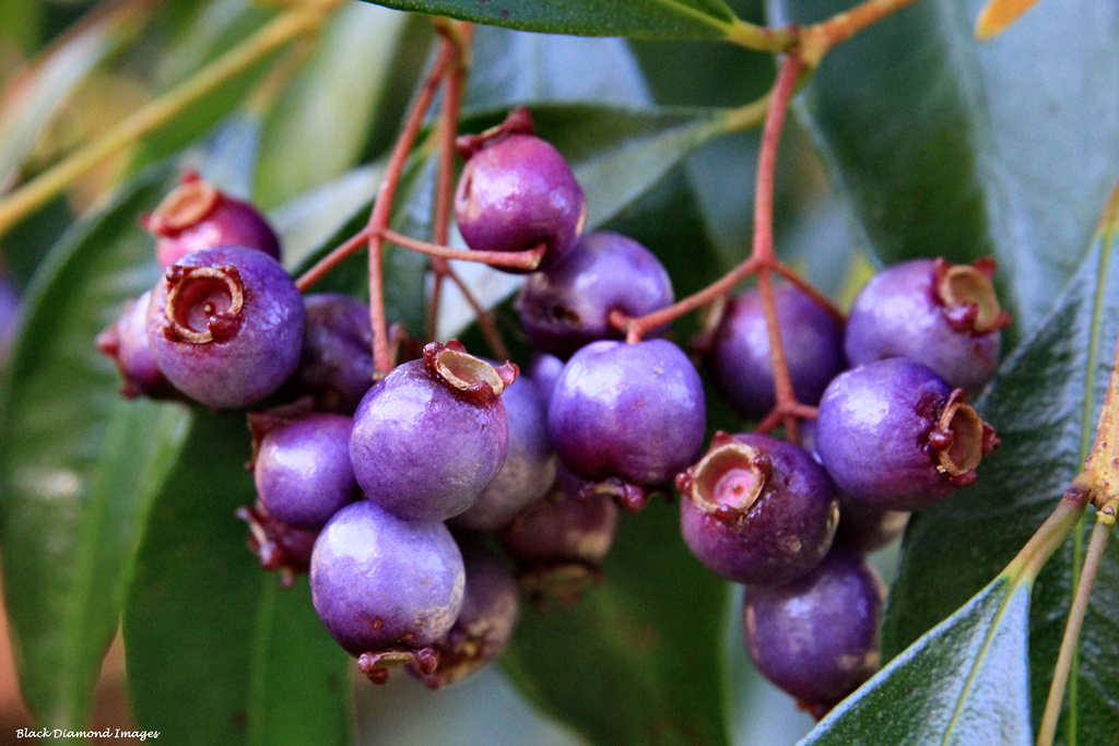 Syzygium oleosum Blue Lilly Pilly, Scented Satinash Flickr