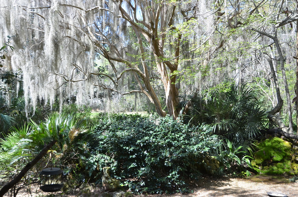 Crepe myrtle draped in Spanish moss Angelika Parker Flickr