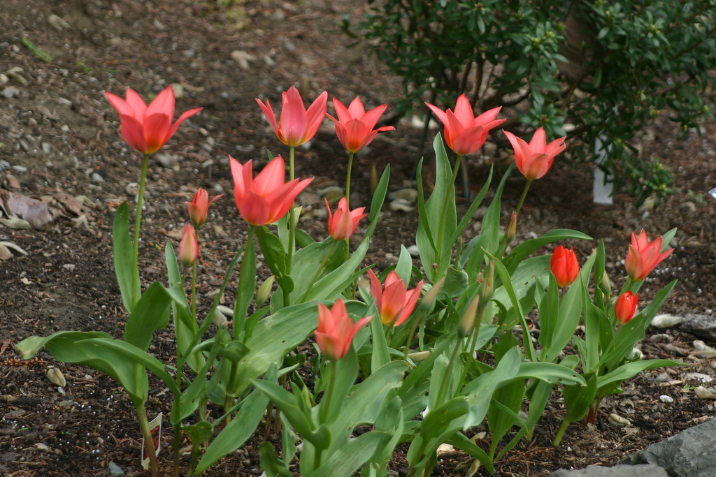 IMG_3599 Brinnon WA Whitney Gardens flowers tulips… Flickr