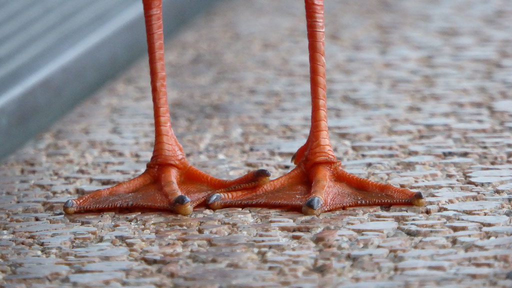 Orange Feet Bright orange feet of a seagull at the Sydney … Flickr