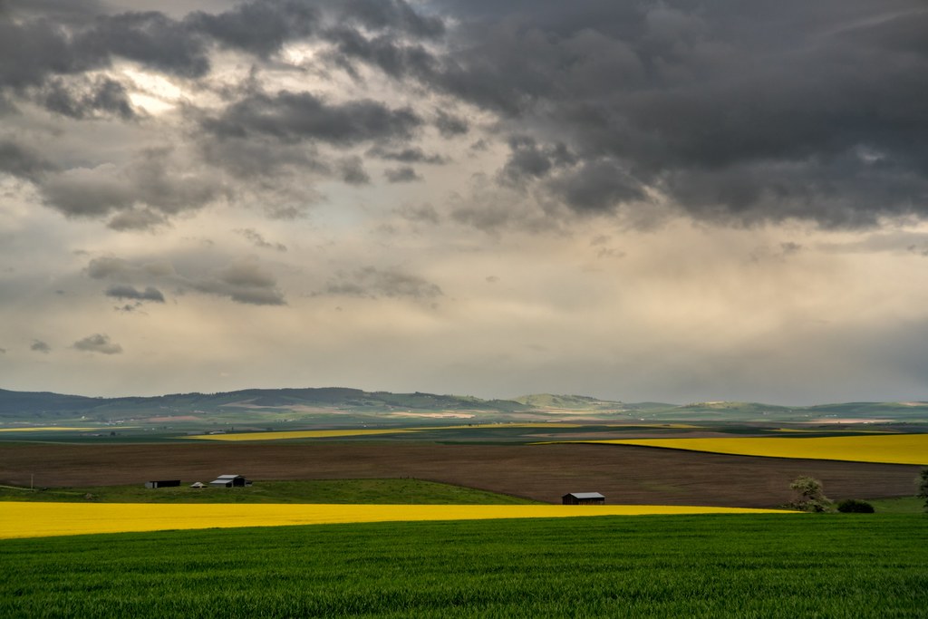 Canola On The Prairie The Camas Prairie, Idaho What are … Flickr