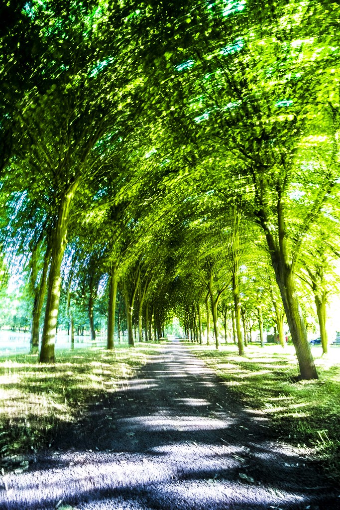 shimmering trees maco56 Flickr