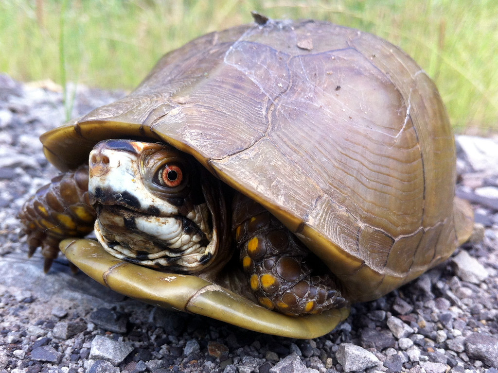 ThreeToed Box Turtle Sebastian County, Arkansas, USA I sa… Flickr