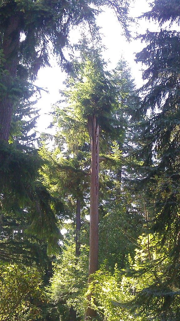 IMAG1622 Bronze Birch Borer damage to a paper Birch in Kir… Flickr