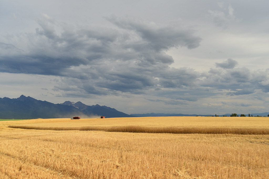 Wheat Harvest in Montana Wheat harvesters near Polson, Mon… Flickr