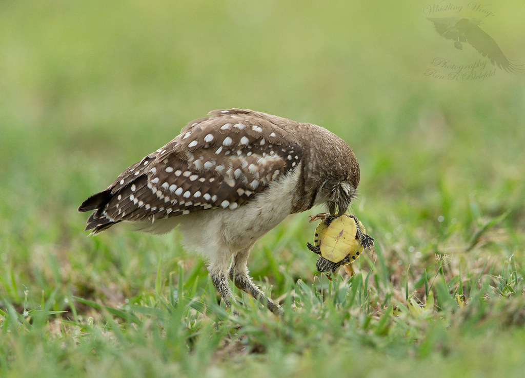 Owl with turtle Burrowing owl with a turtle. Photo by Ron … Flickr