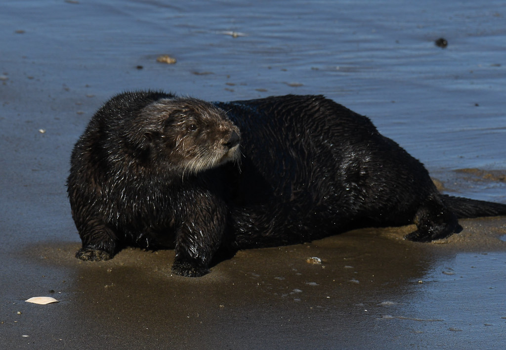 Moss Landing Sea Otters Sea Otters in Moss Landing near Mo… Flickr