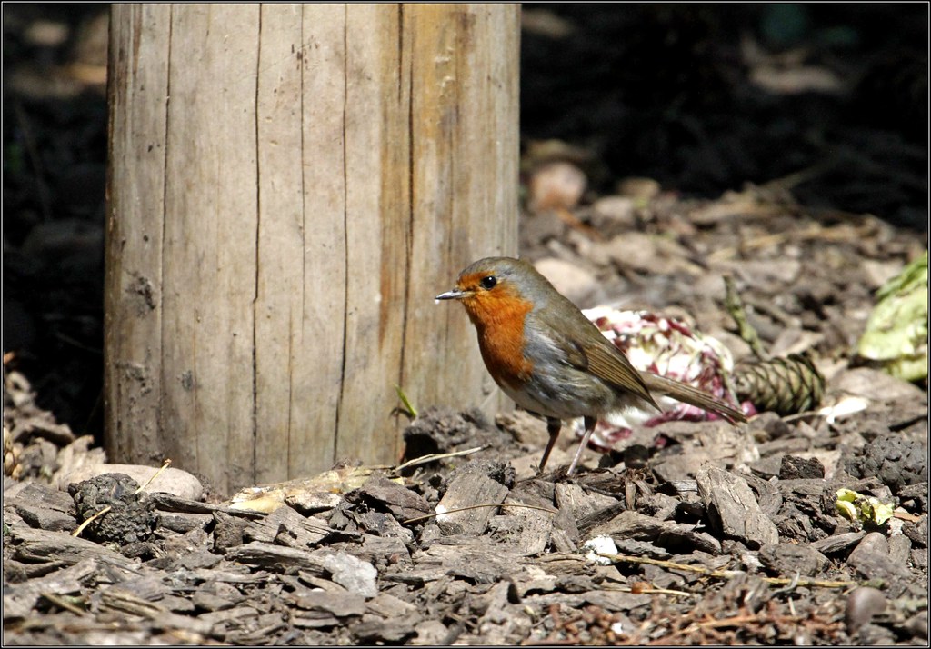 Hillers Bird Hide Dunnington Alcester Old photos 010613©Li… Flickr