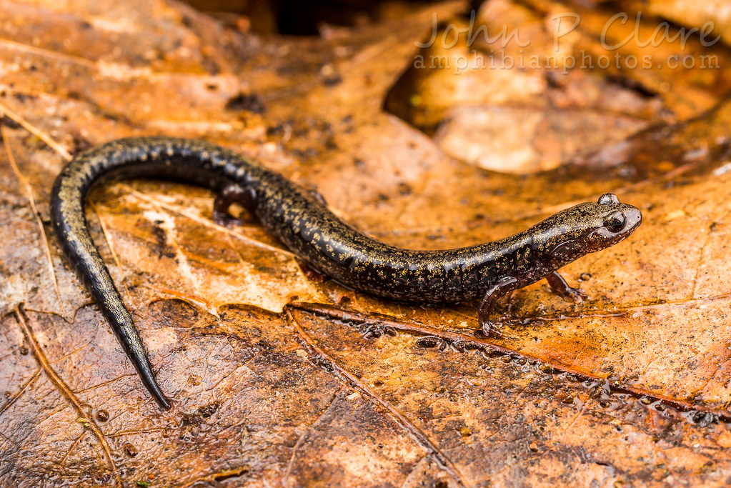Southern Ravine Salamander (Plethodon richmondi) a photo on Flickriver