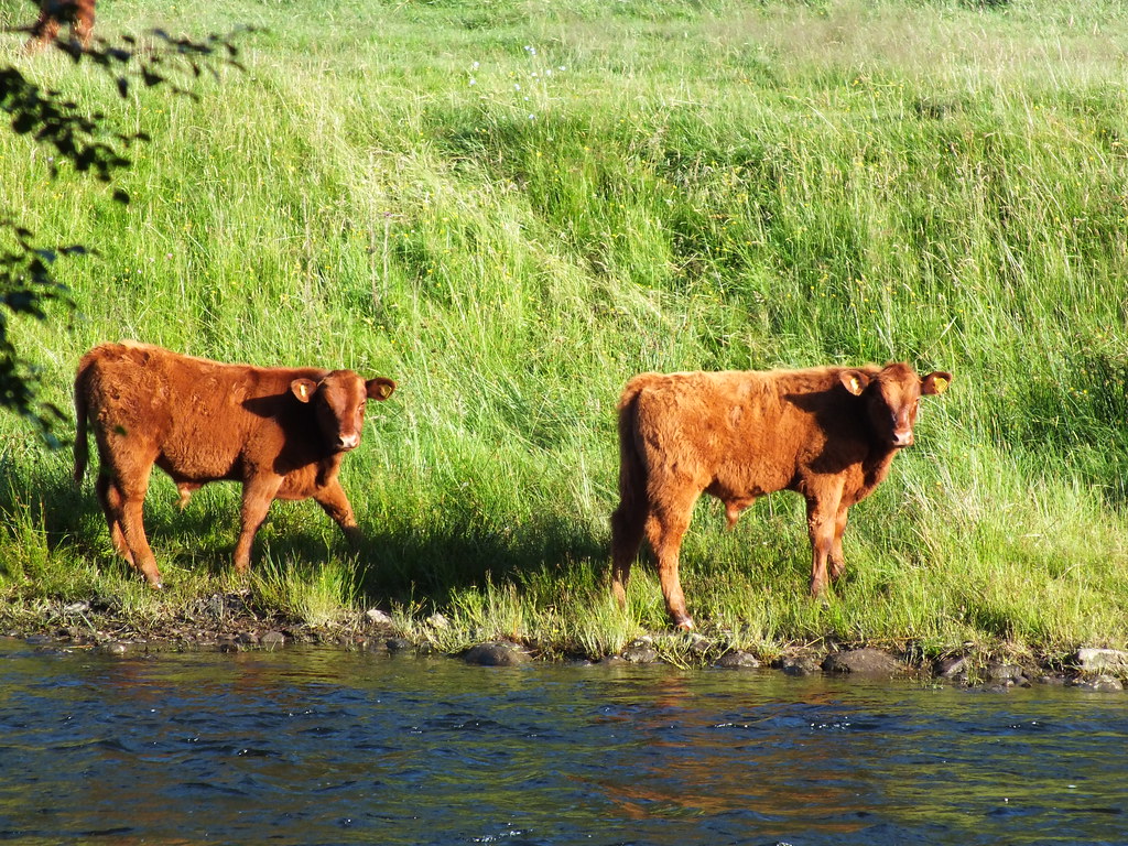 Cows in Glen Lyon Melissa Warren Flickr