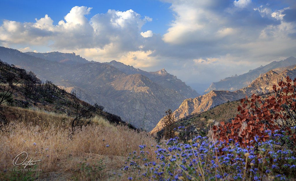 Elevation of Whitaker Forest, California, USA Topographic Map Altitude Map