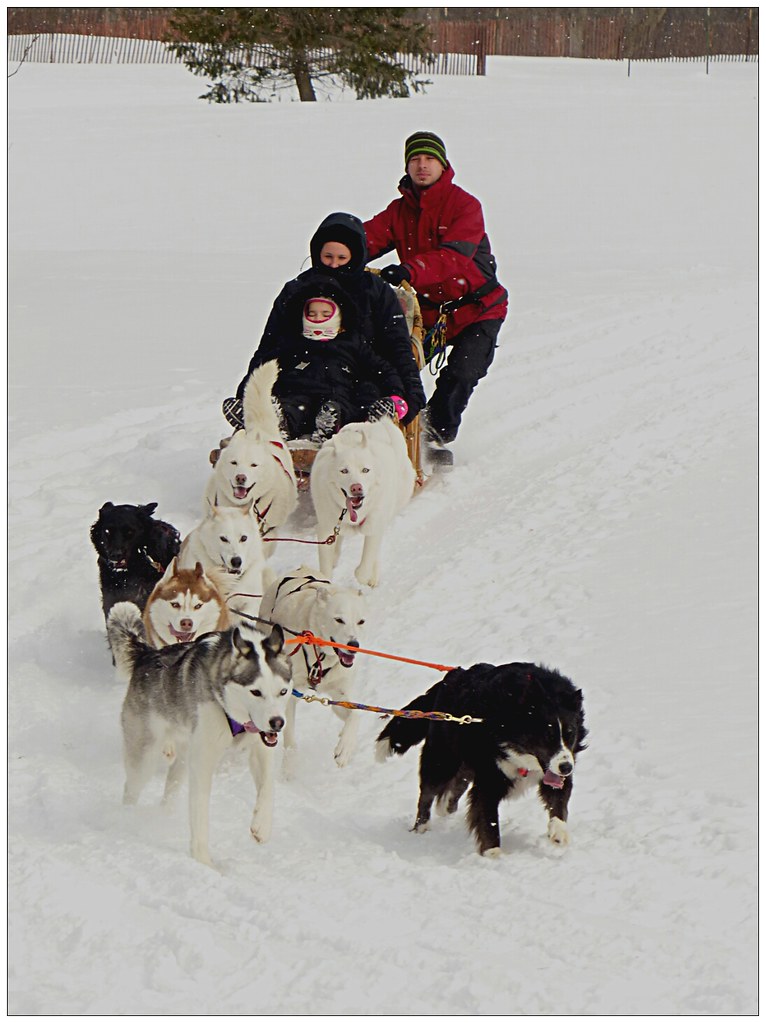 sled dogs Taken February 8, 2014 at Whitnall Park; Frankli… Flickr