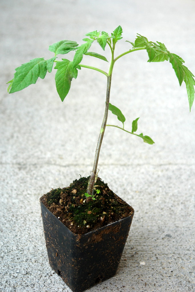 Tomato seedling Late blight caused by Phytophthora infest… Flickr
