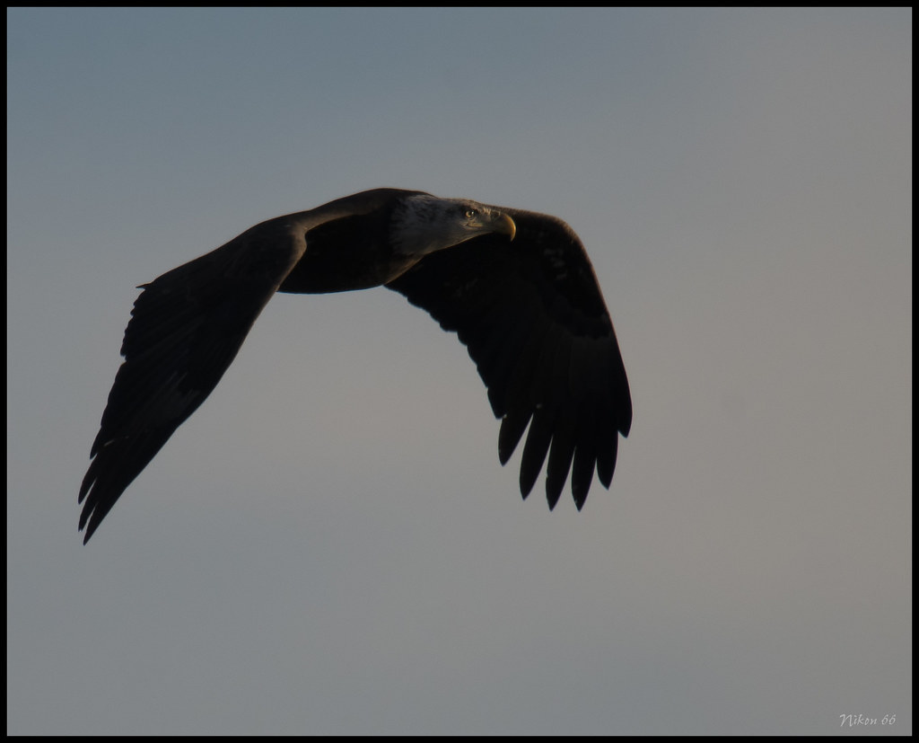 Clarksville Missouri Eagle Flying No. 2 Taken at the Cla… Flickr