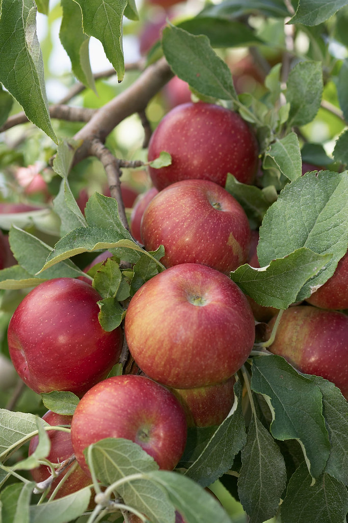 The Apple Harvest is Ready at Eckert's Farms Apples on the… Flickr
