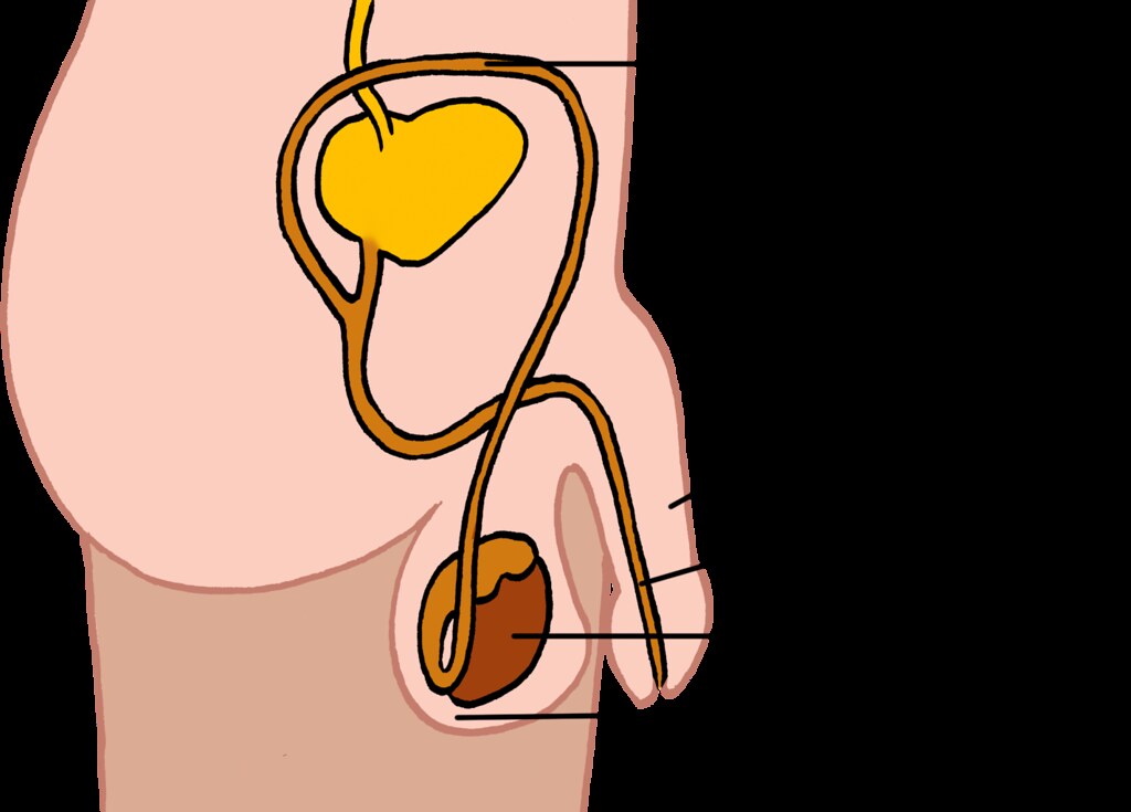Male reproductive organs Illustration used in Gr 79 Natur… Flickr