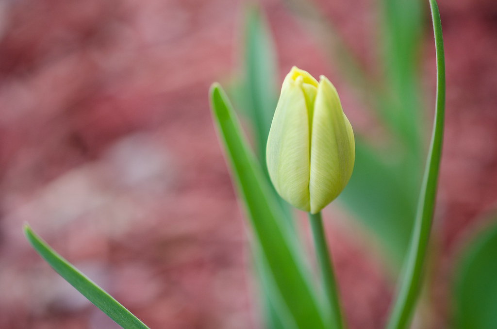 The tulips are coming! The tulips are coming! Hopefully th… Flickr