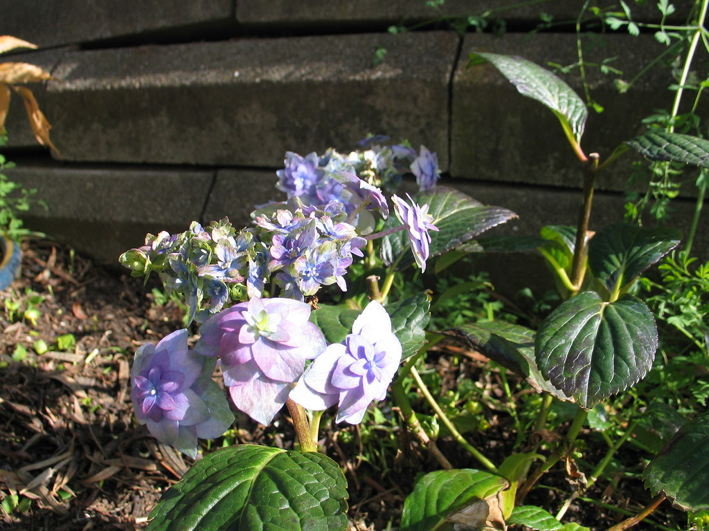 barrett garden in progress feb 2014 016 Jennifer de Graaf Flickr